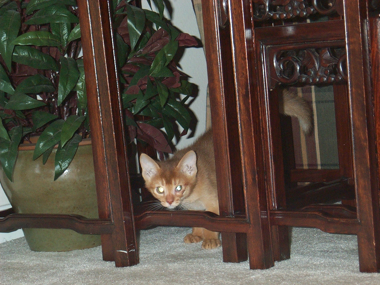 cat