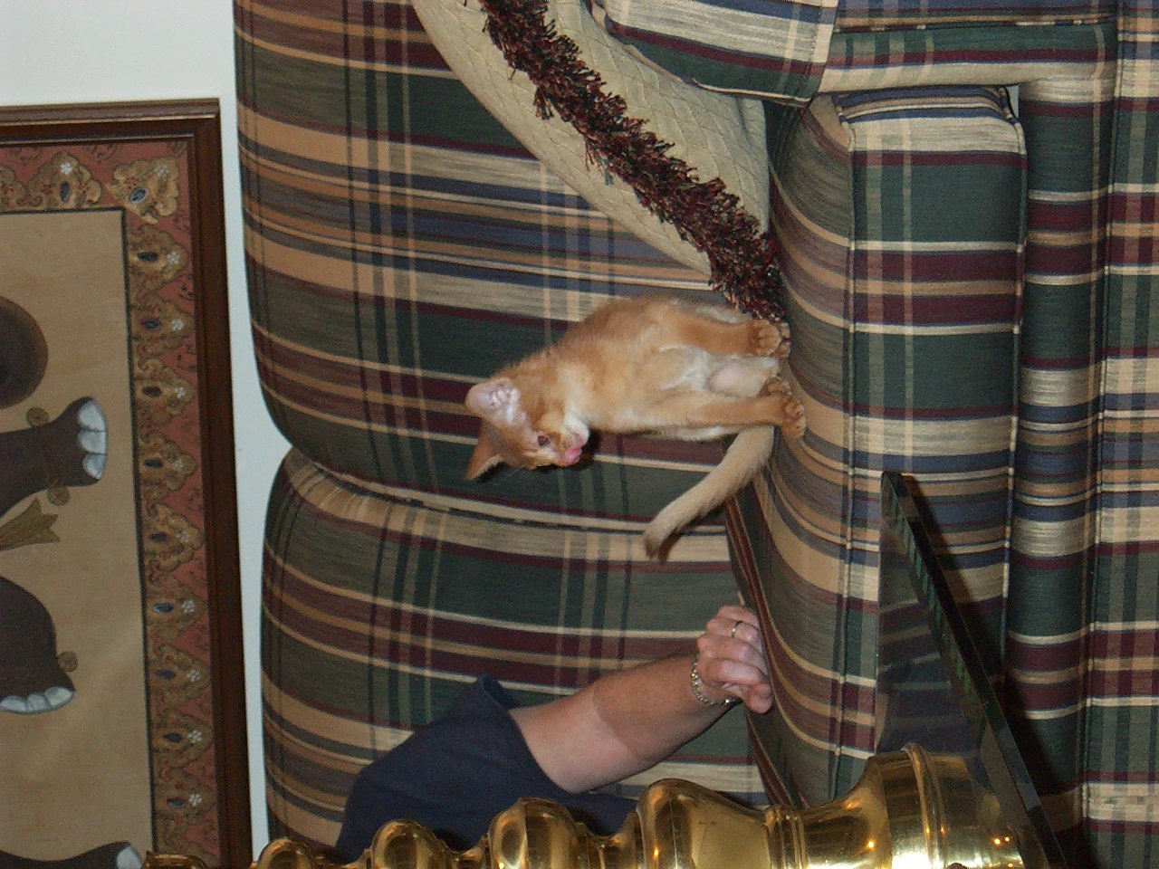 cat