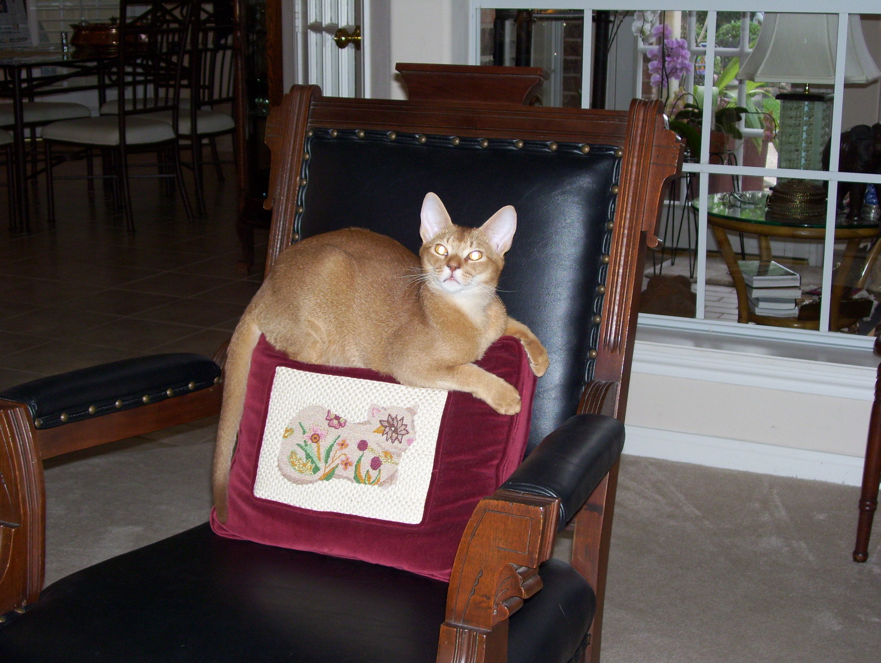cat