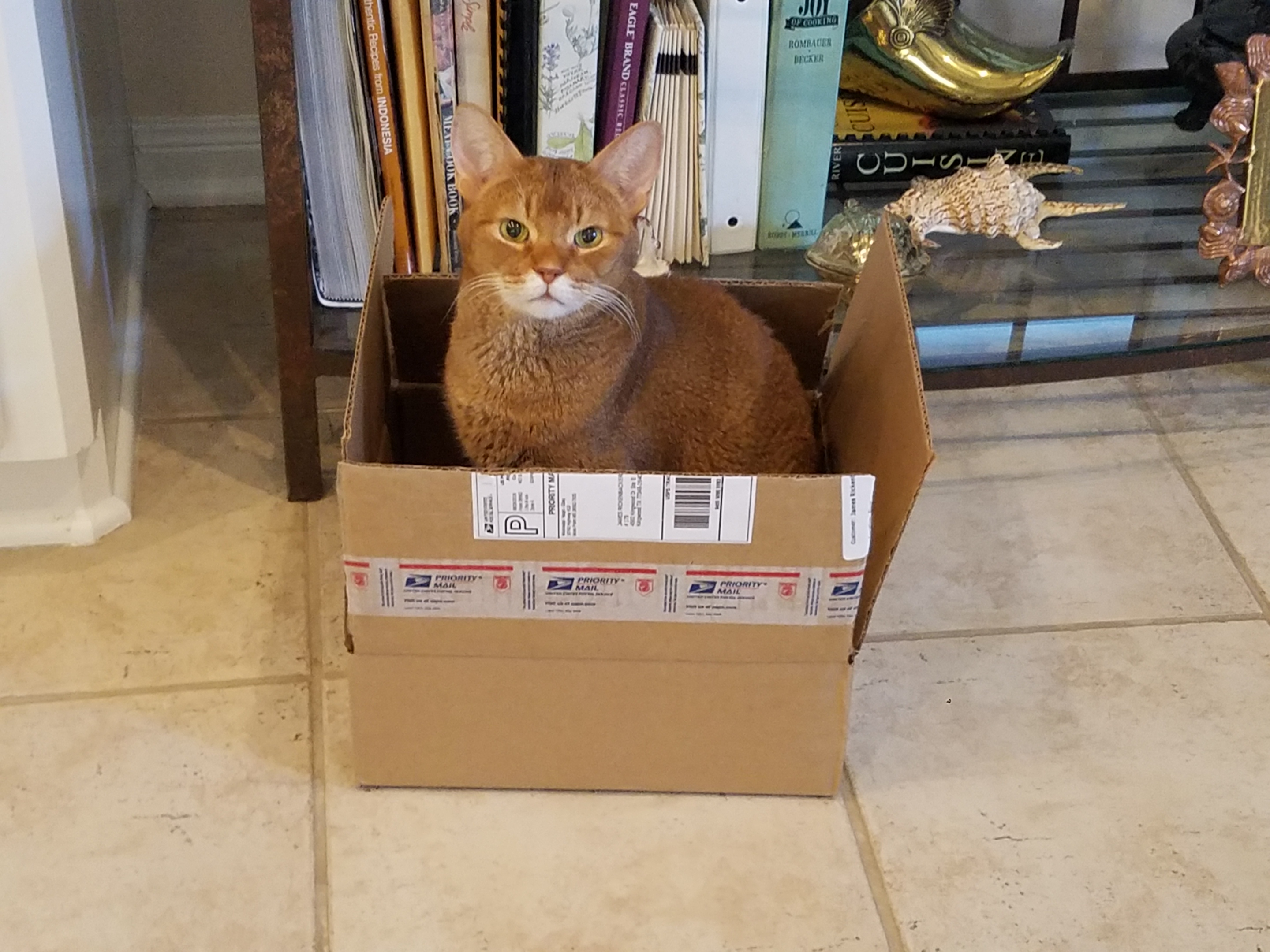 cat
