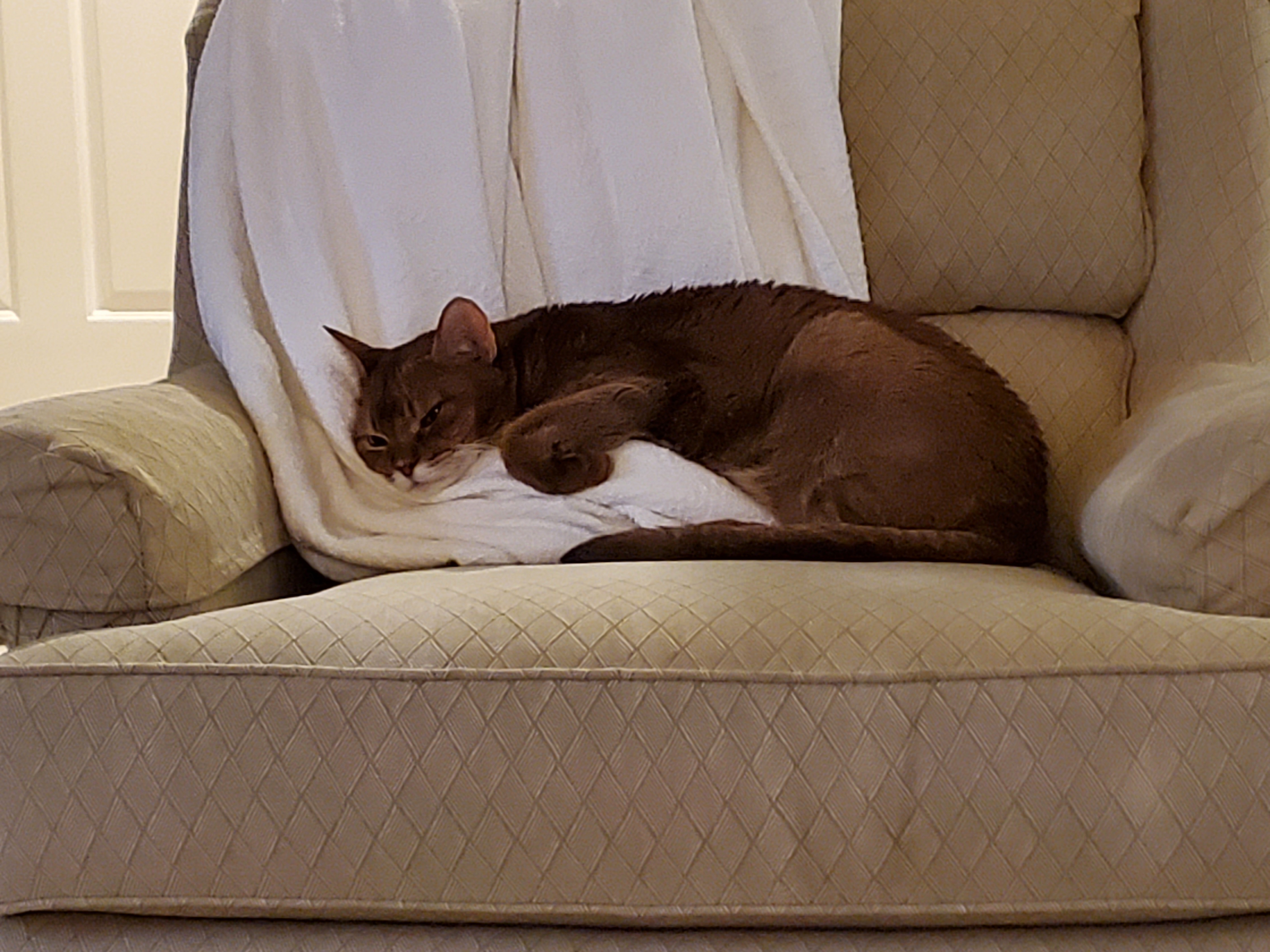 cat