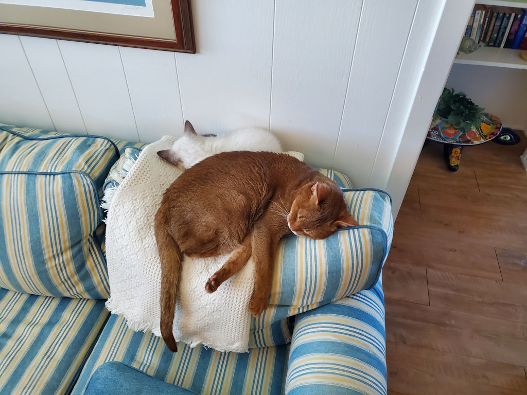cat
