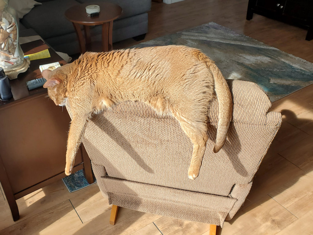 cat