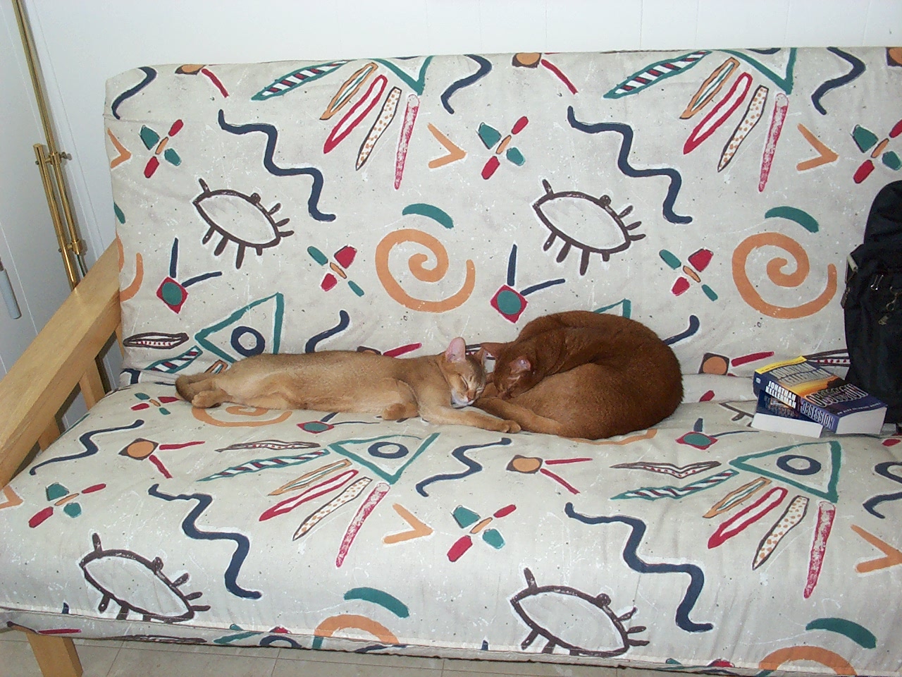 cat