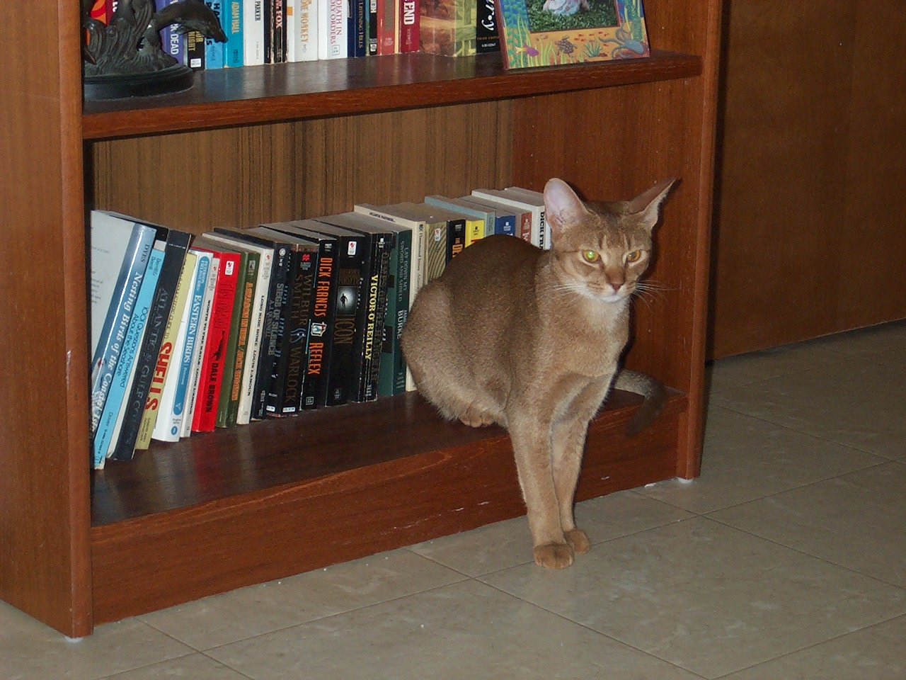cat