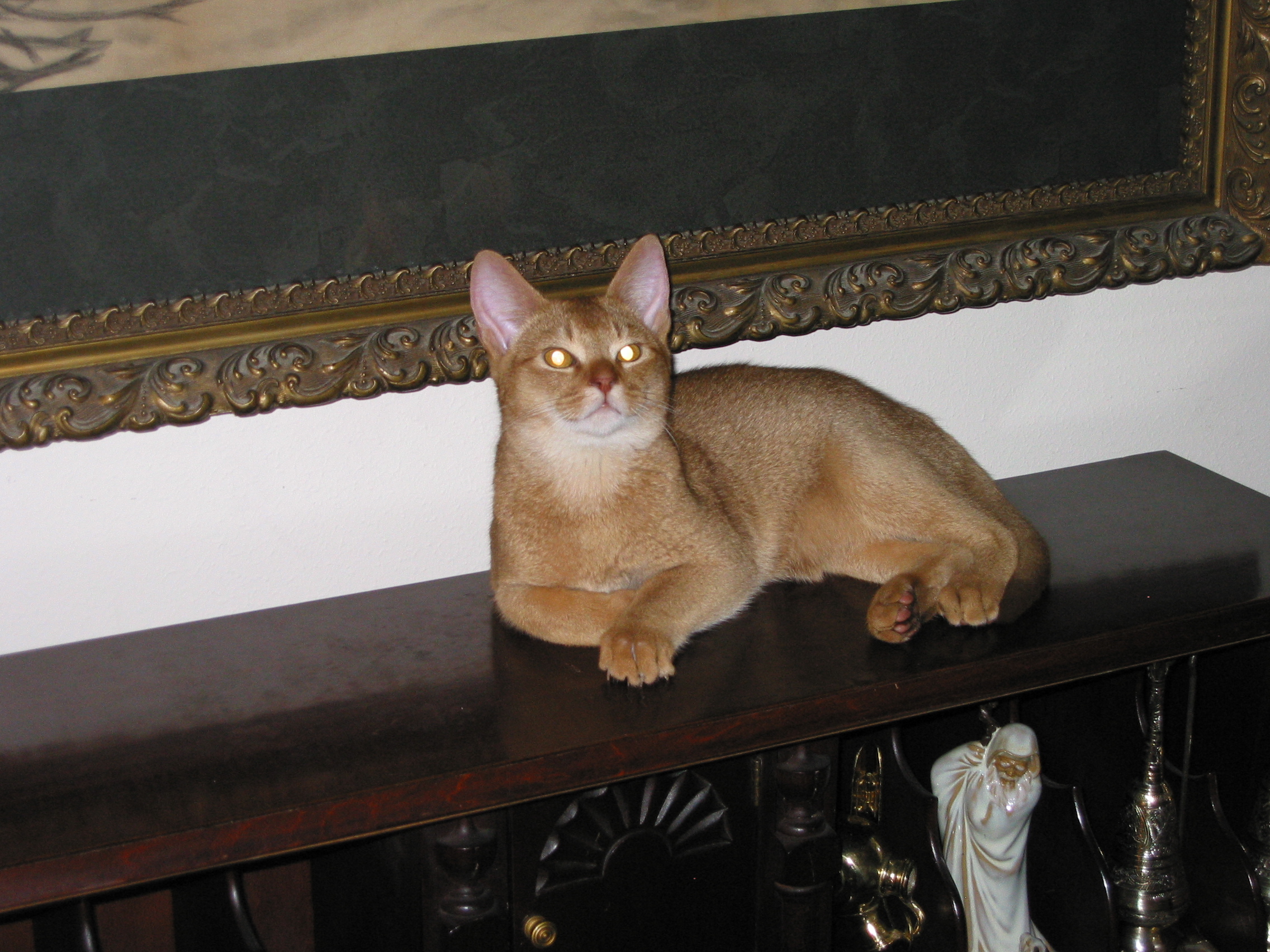 cat