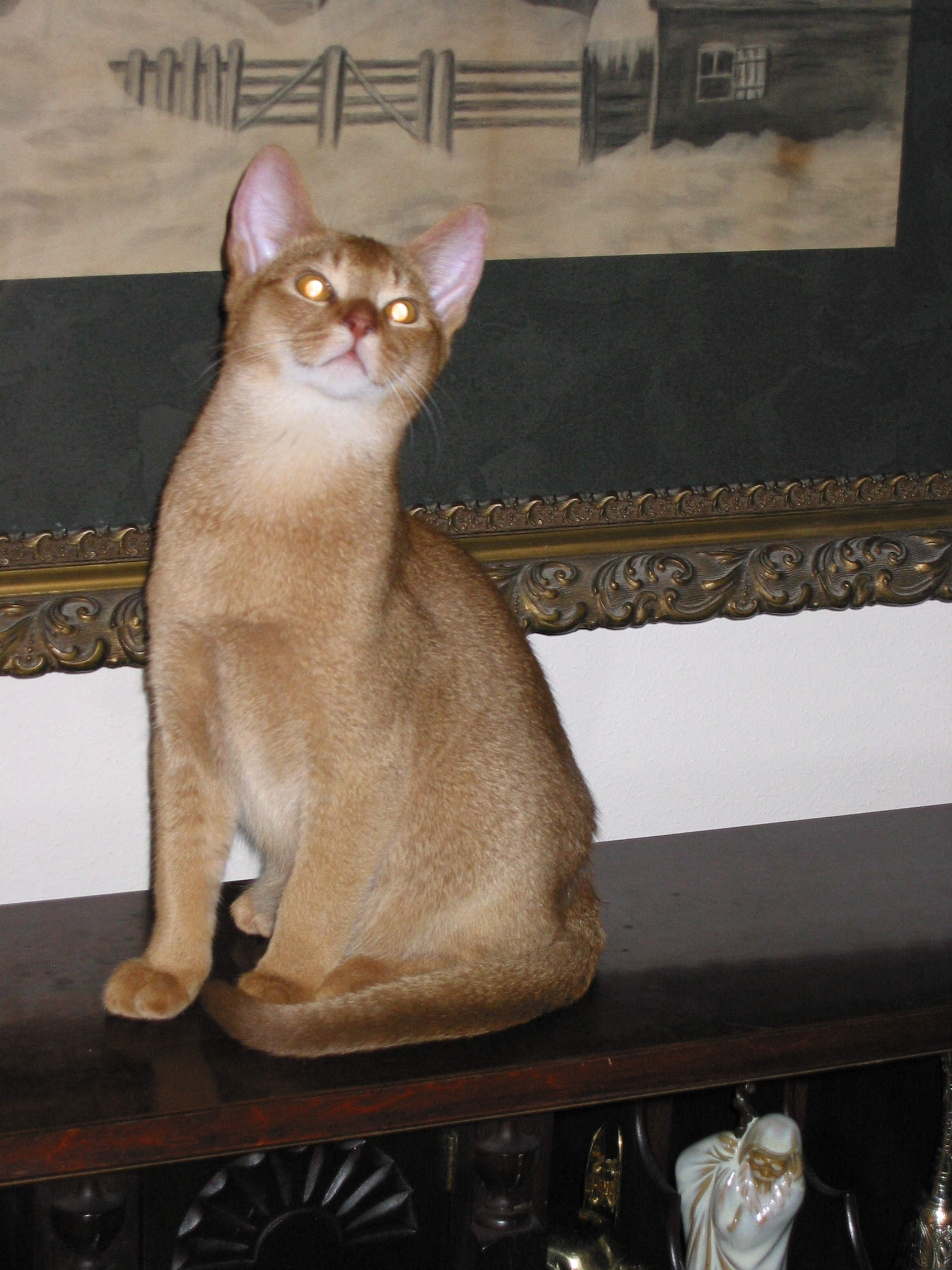 cat
