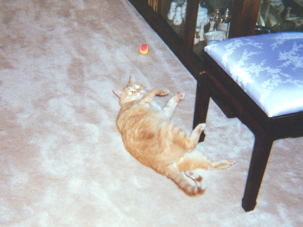 cat