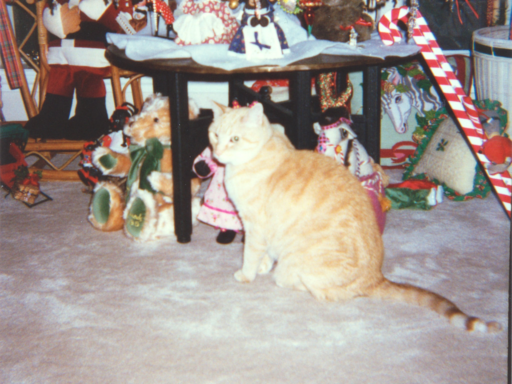 cat
