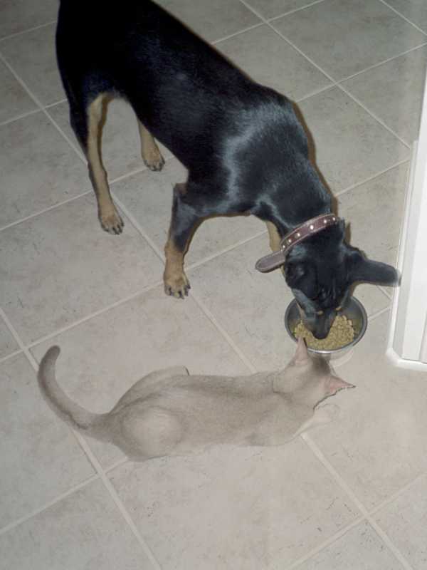 cat