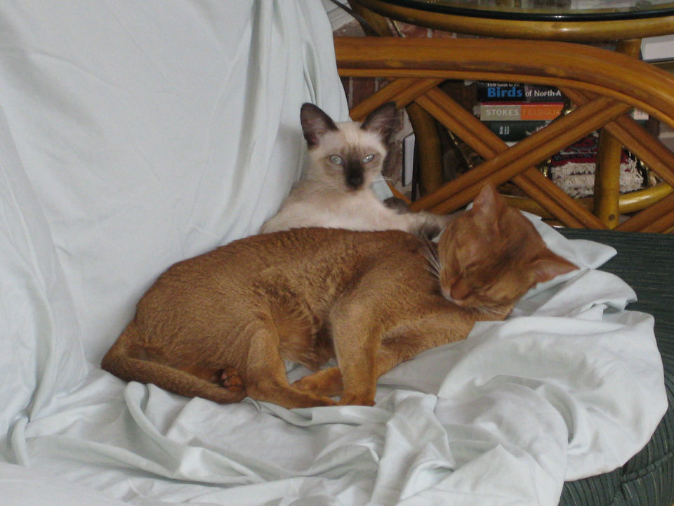 cat