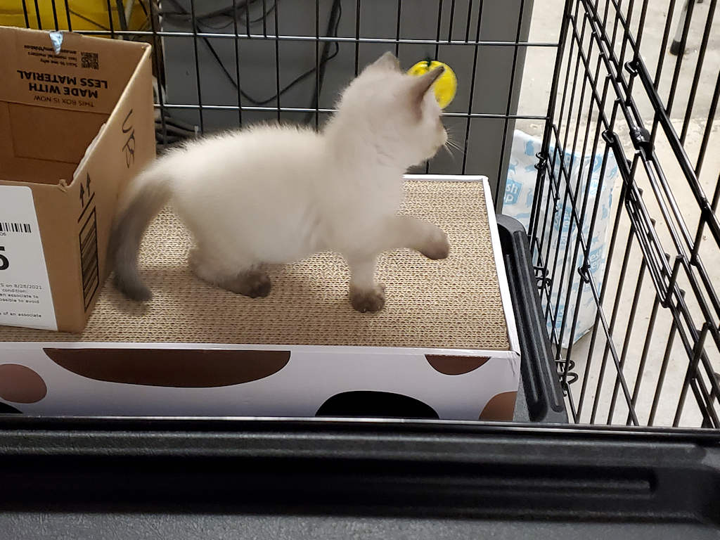 cat