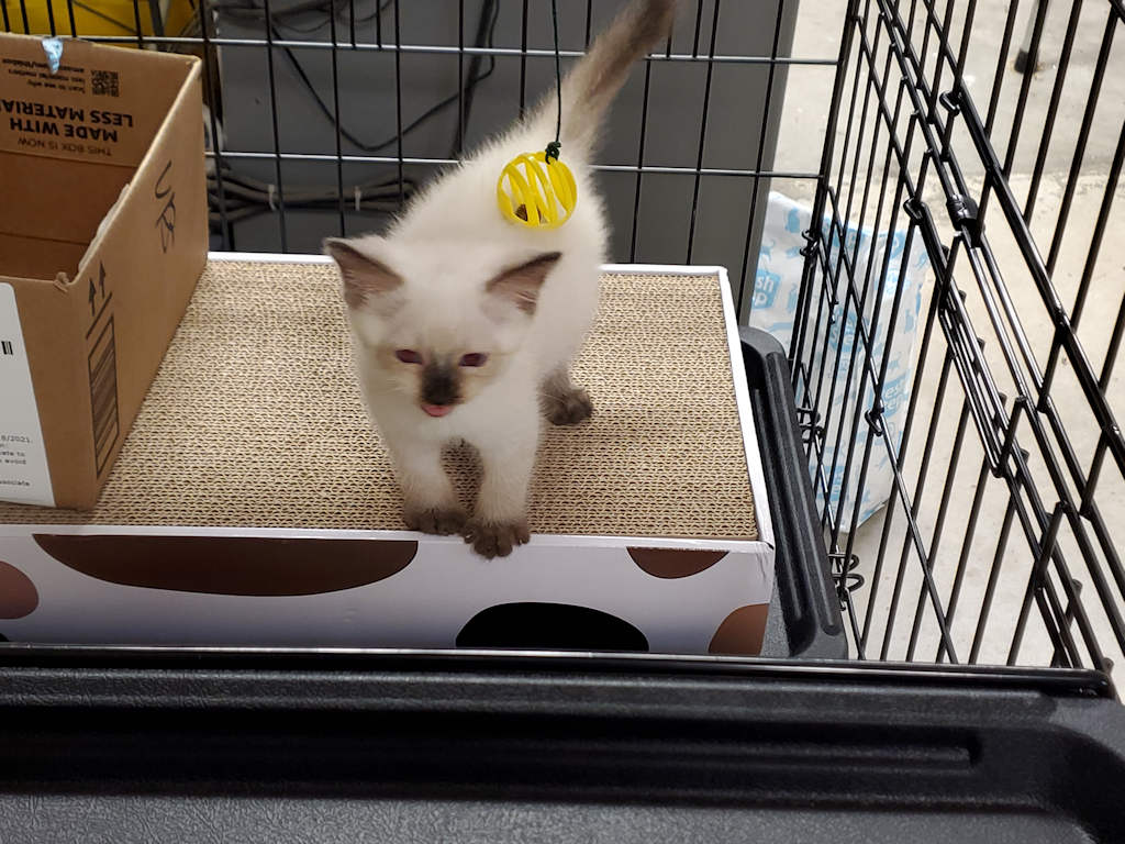 cat