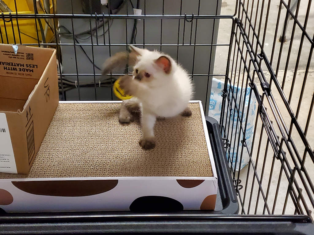 cat