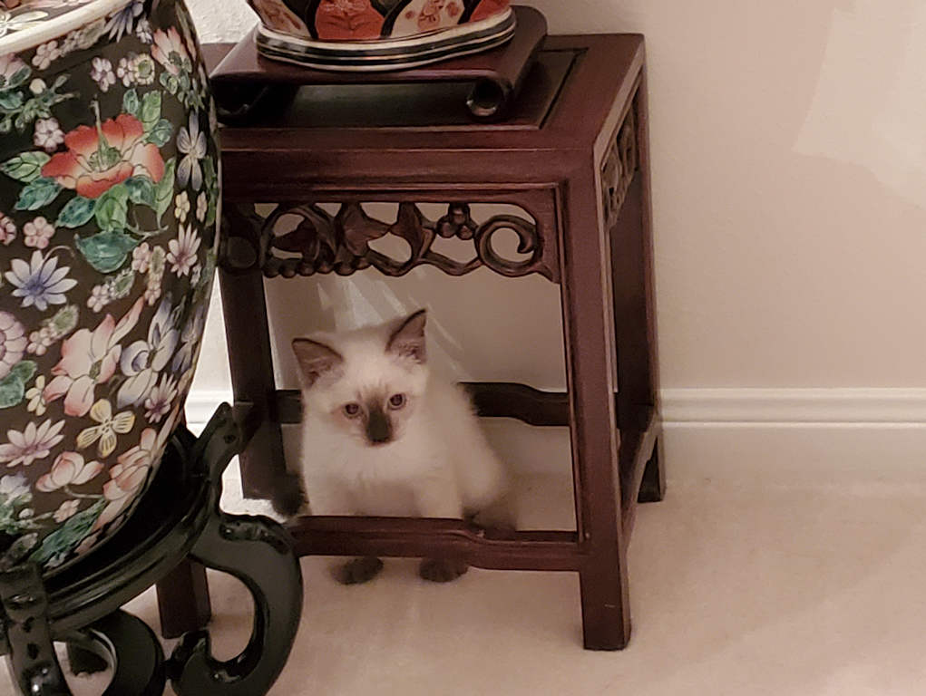 cat