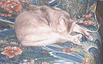 bbnap.jpg (18015 bytes)