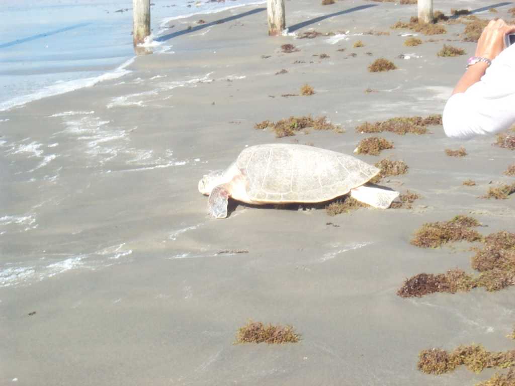 Sea Isle