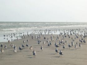 Sea Isle