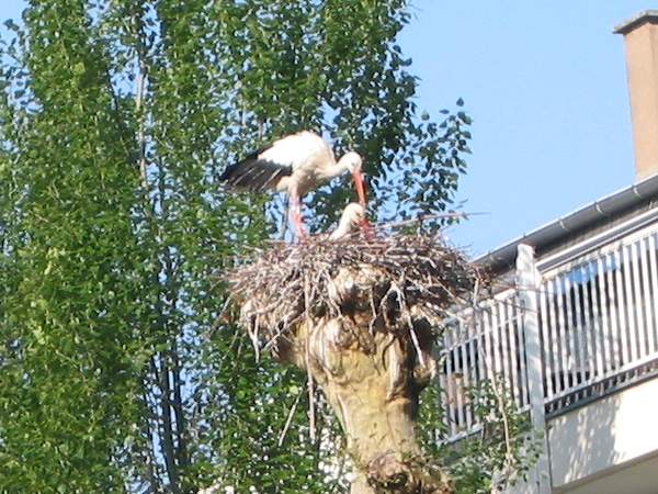 Stork & Chick