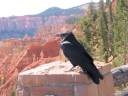 Raven