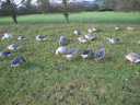 Geese
